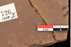 Foto (Detailansicht) von Betula dryadum Brongniart (NHMW-GEO-2024-0188-0726)
